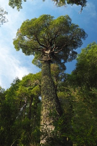 Nothofagus dombeyi