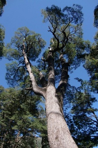 Nothofagus dombeyi