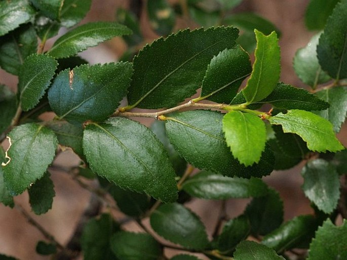 NOTHOFAGUS DOMBEYI (Mirb.) Oerst. - pabuk