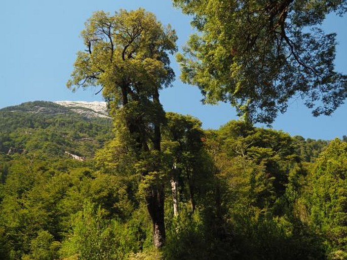 Nothofagus dombeyi