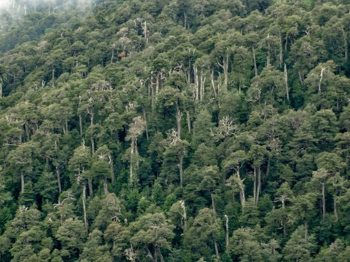 Nothofagus dombeyi