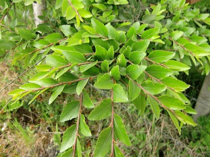 Nothofagus dombeyi