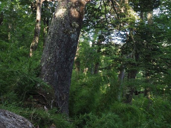 Nothofagus dombeyi