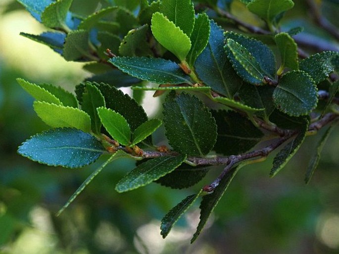 NOTHOFAGUS BETULOIDES (Mirb.) Oerst. - pabuk