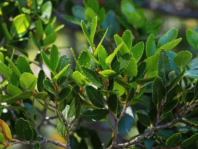 Nothofagus betuloides