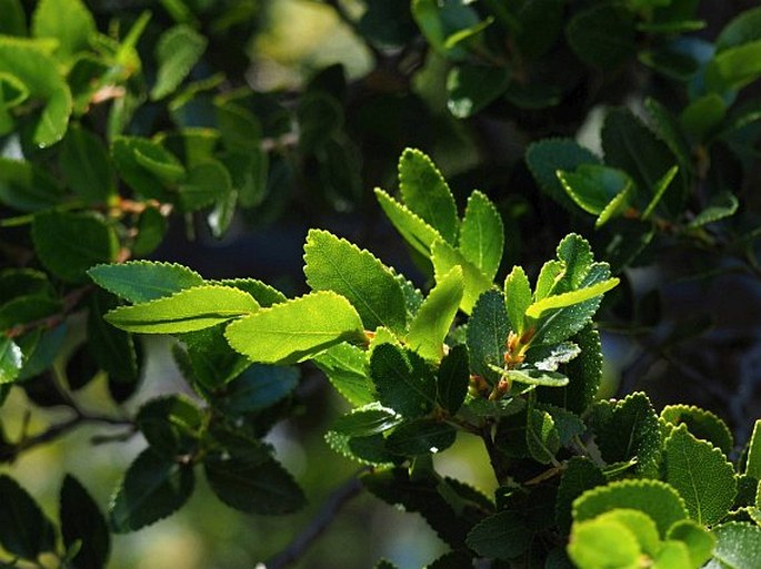 Nothofagus betuloides