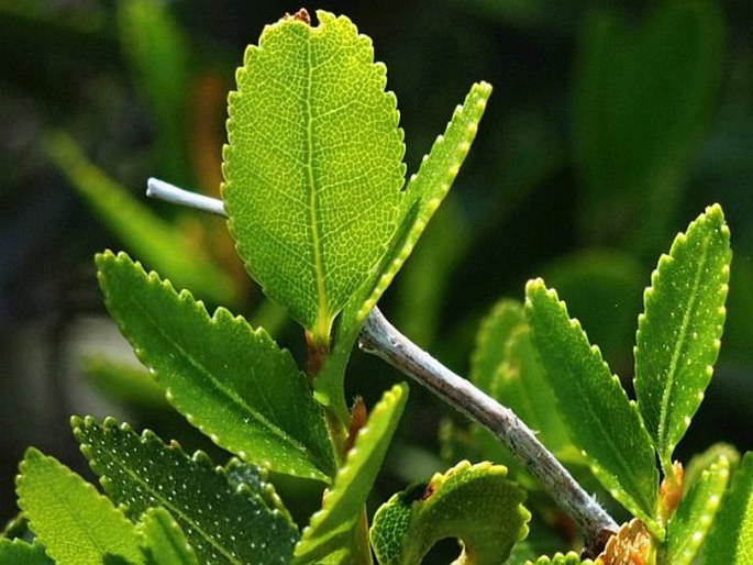 Nothofagus betuloides