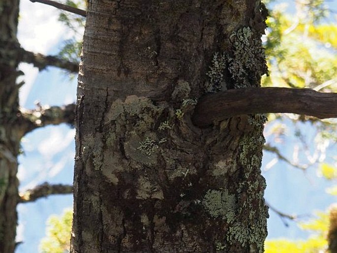 Nothofagus betuloides