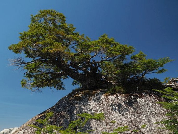 Nothofagus betuloides