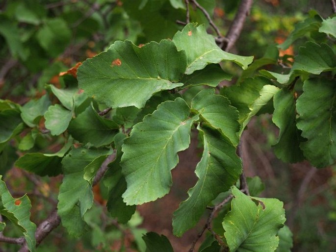 NOTHOFAGUS GLAUCA (Phil.) Krasser - pabuk