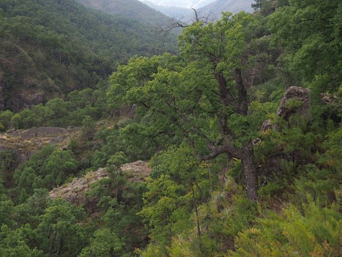 Nothofagus glauca