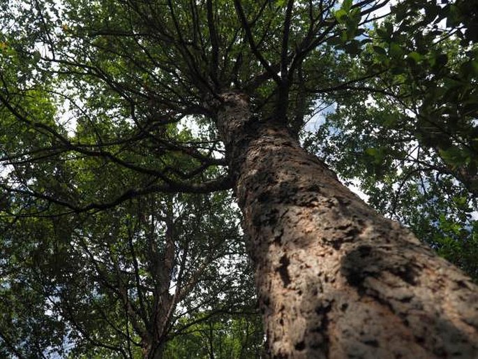 Nothofagus glauca