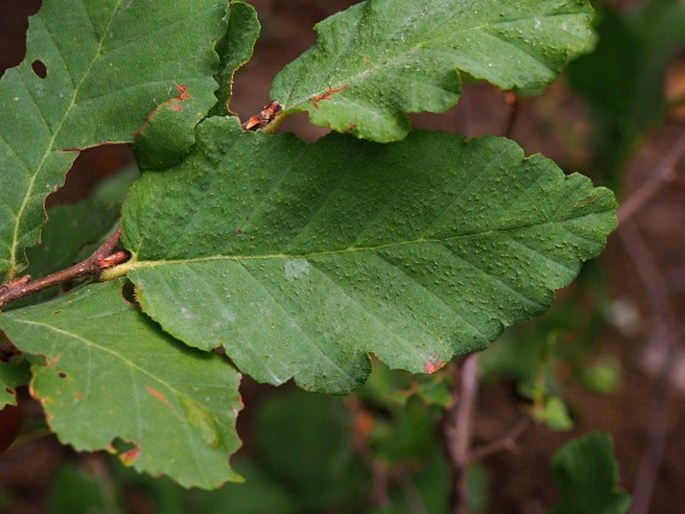 Nothofagus glauca