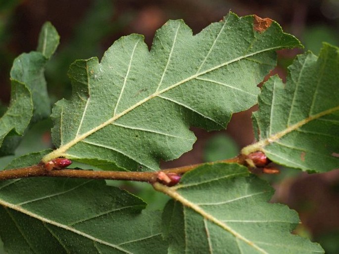 Nothofagus glauca