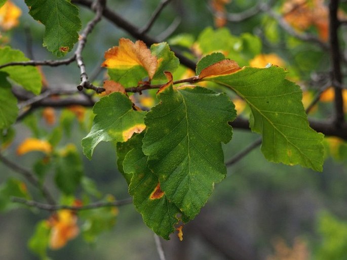 Nothofagus glauca