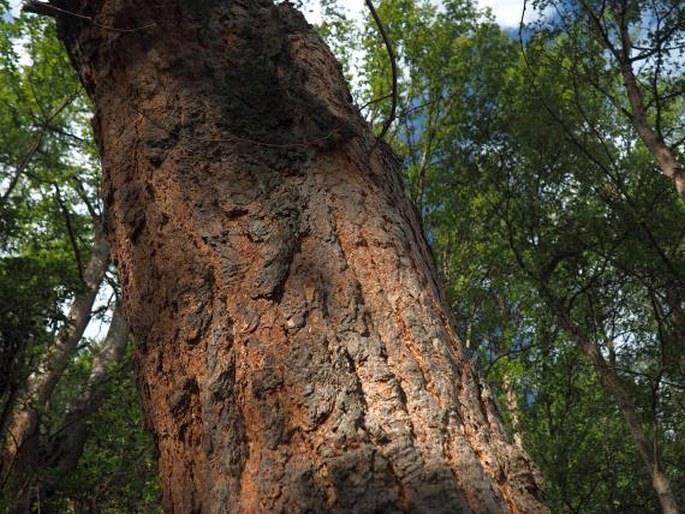 Nothofagus glauca