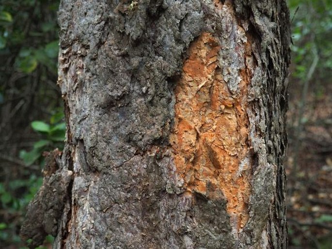 Nothofagus glauca