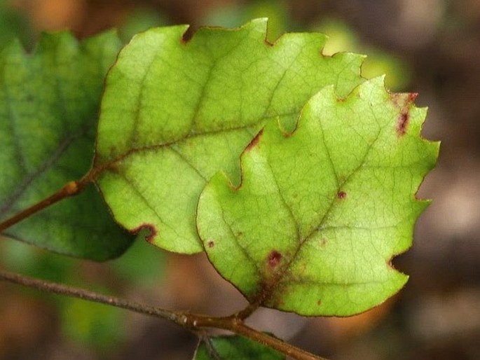 Nothofagus fusca