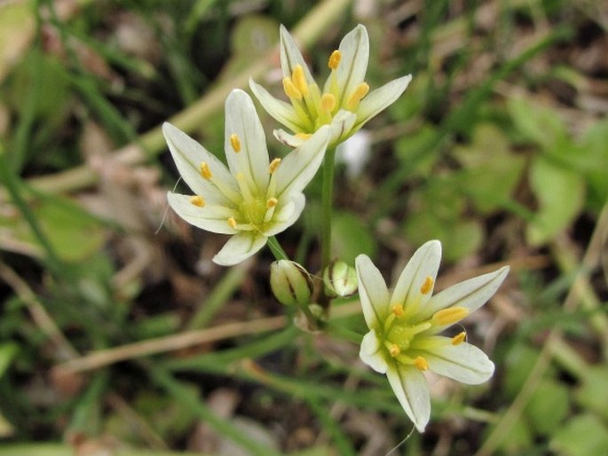 NOTHOSCORDUM GAUDICHAUDIANUM Kunth