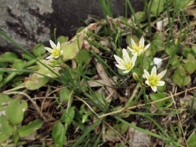 Nothoscordum gaudichaudianum