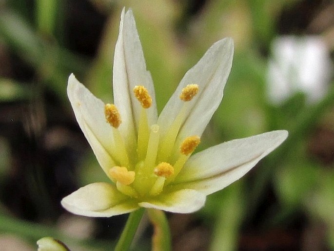 Nothoscordum gaudichaudianum