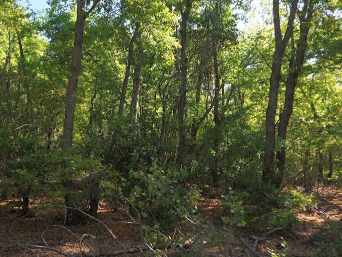 Nothofagus macrocarpa