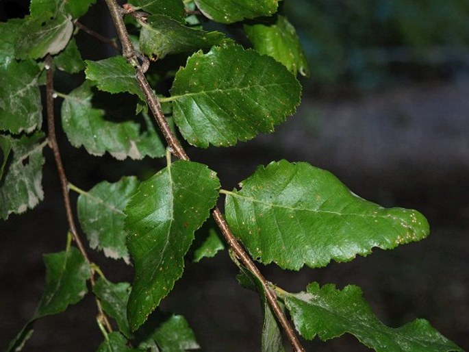 Nothofagus macrocarpa