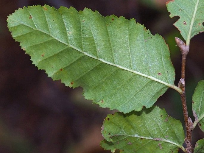 Nothofagus macrocarpa