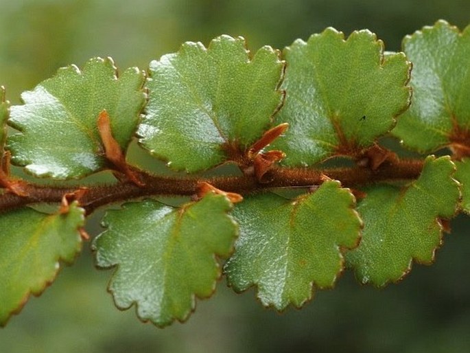 Nothofagus menziesii