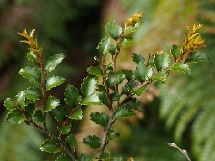 Nothofagus menziesii