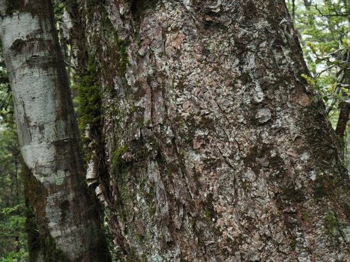 Nothofagus menziesii