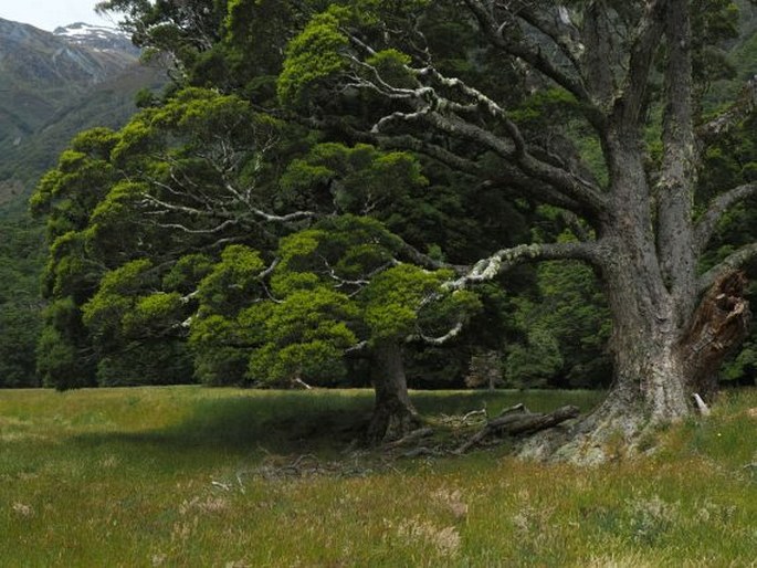 Nothofagus menziesii