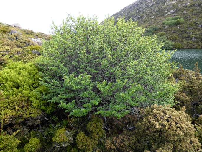 Nothofagus gunnii