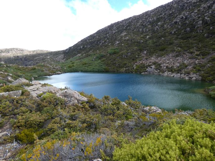 Nothofagus gunnii