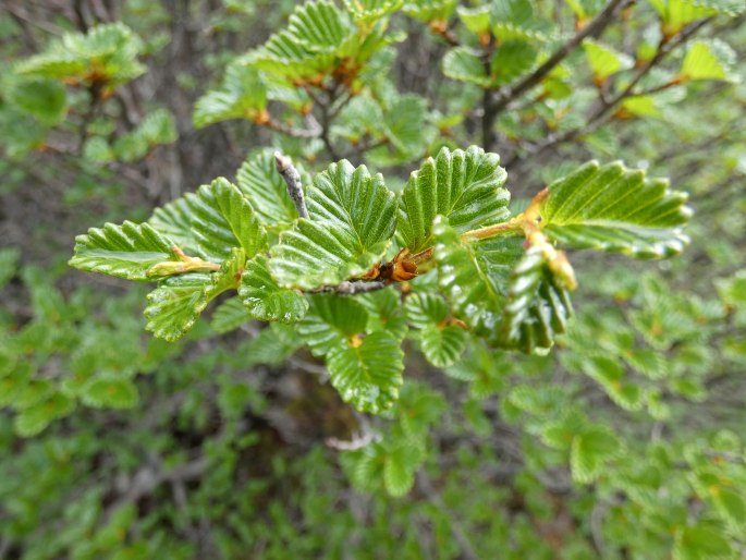 Nothofagus gunnii