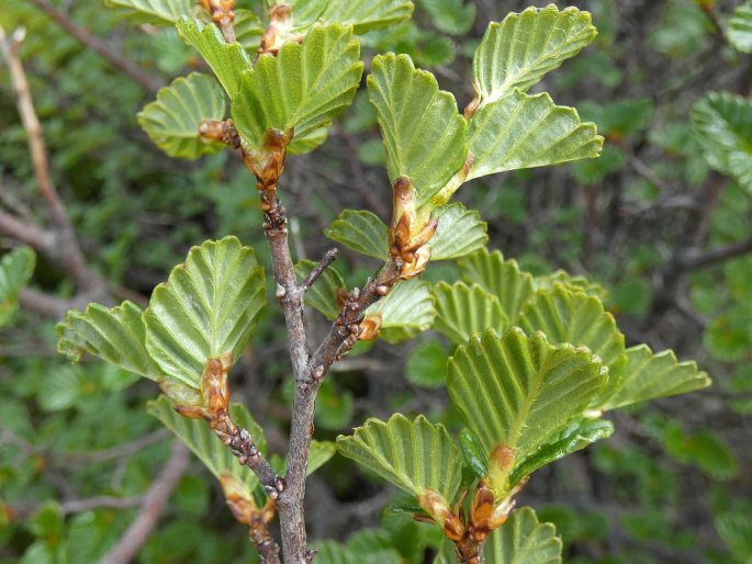 Nothofagus gunnii