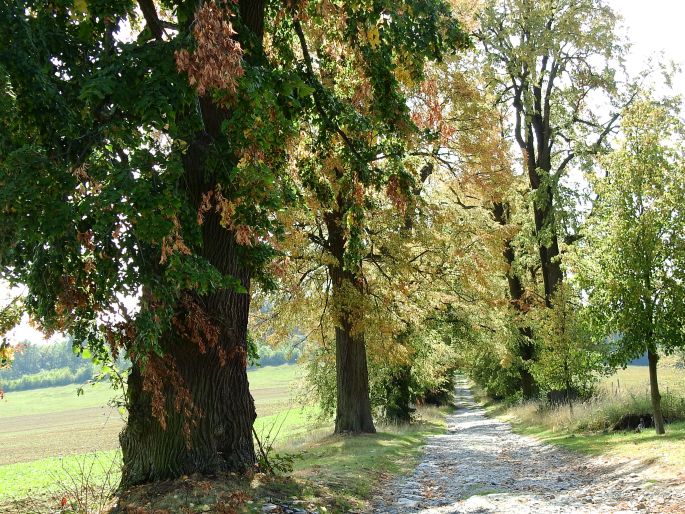 Novodvorská lipová alej, Vavřinec