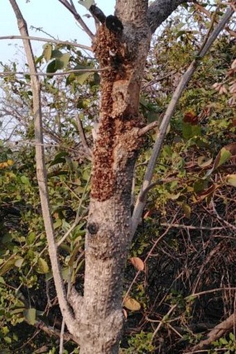 Nyctanthes arbor-tristis