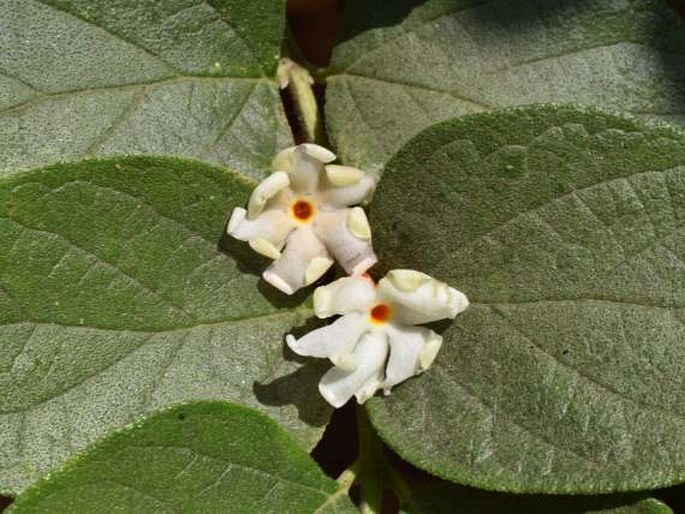 Nyctanthes arbor-tristis