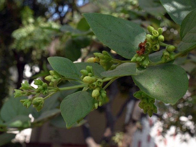 Nyctanthes arbor-tristis