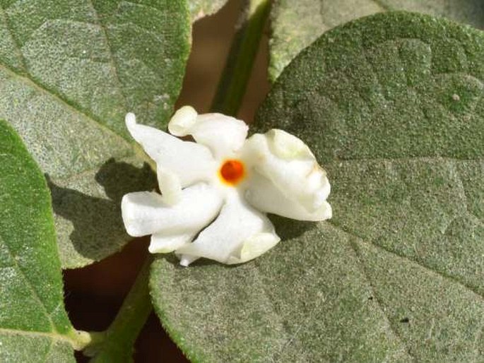 Nyctanthes arbor-tristis