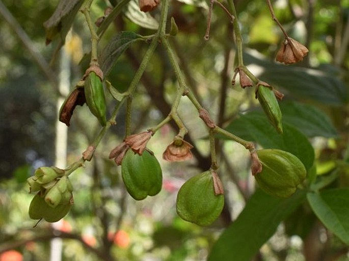 Nyctanthes arbor-tristis