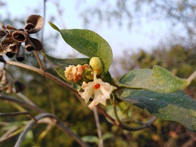 Nyctanthes arbor-tristis