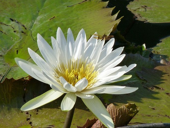 Nymphaea ampla