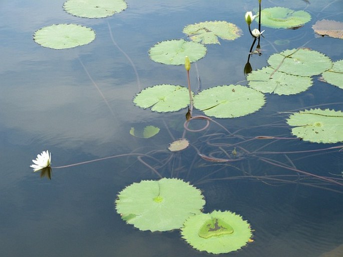 Nymphaea ampla