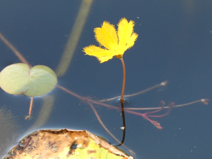 Nymphoides aurantiaca