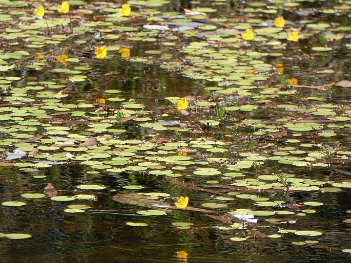 Nymphoides aurantiaca