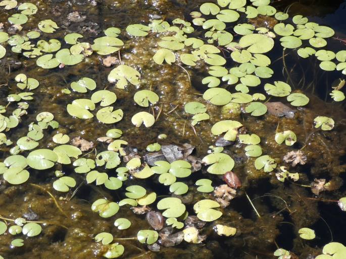 Nymphoides aurantiaca