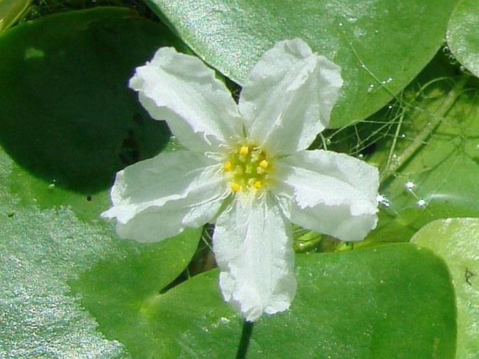 Nymphoides ezannoi