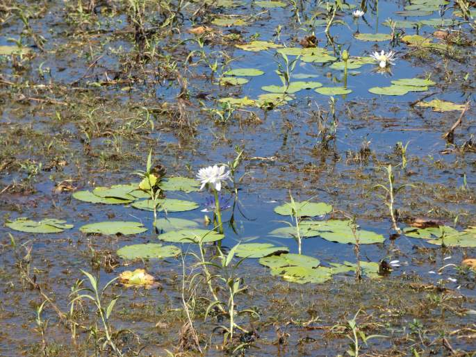 Nymphaea violacea